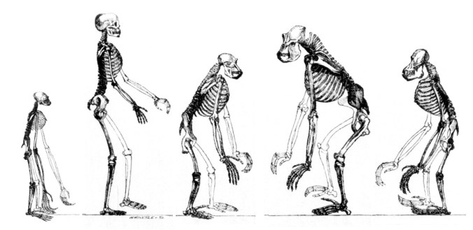 Espécies da superfamília de primatas Hominoidea como o gibão, o humano, o chimpanzé, o gorila, e o orangutango todos partilham de um ancestral comum.